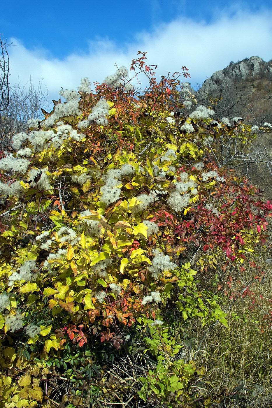 Image of Clematis vitalba specimen.