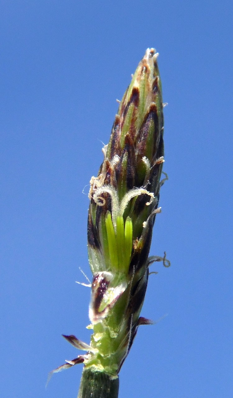 Изображение особи Eleocharis palustris.