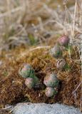 Rhodiola rosea. Молодые генеративные побеги. Мурманская обл., Кольский залив, губа Грязная, моховая подушка на каменистом берегу. 01.05.2016.