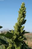 Amaranthus retroflexus