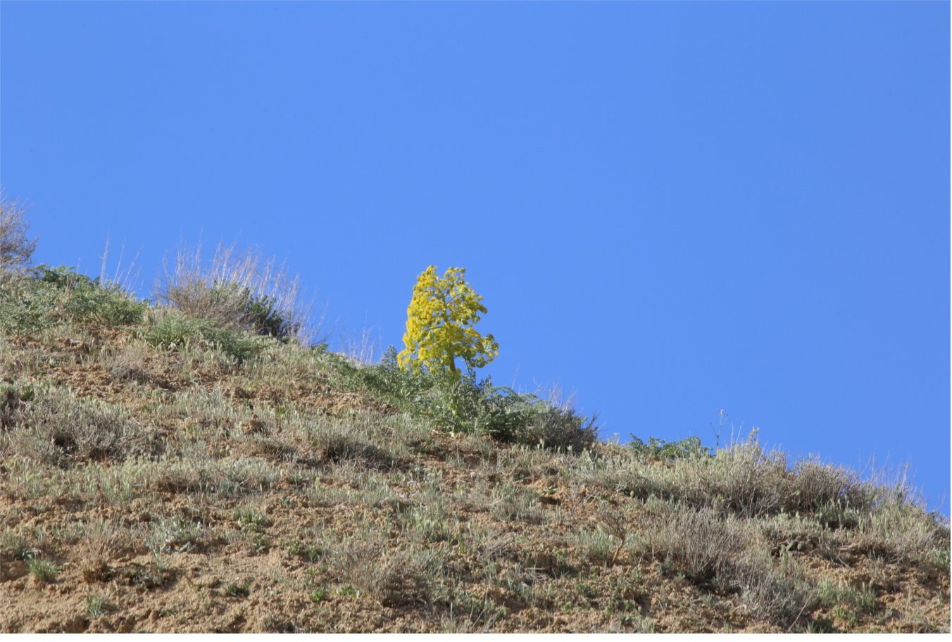 Image of Ferula persica specimen.