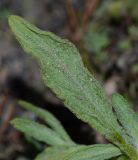 Heliotropium erosum