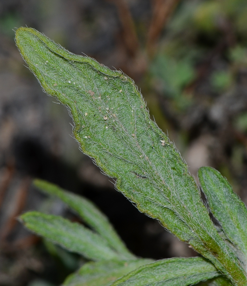 Изображение особи Heliotropium erosum.