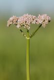 Valeriana wolgensis