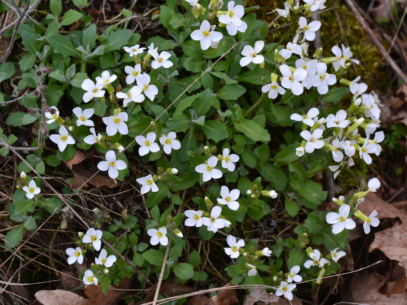 Изображение особи Arabis caucasica.