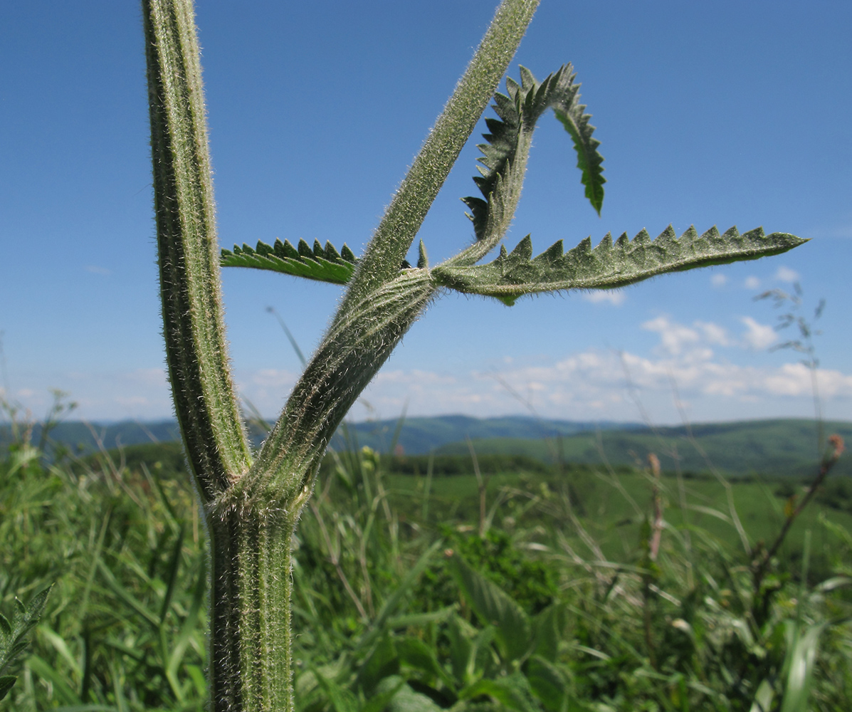 Image of Pastinaca pimpinellifolia specimen.