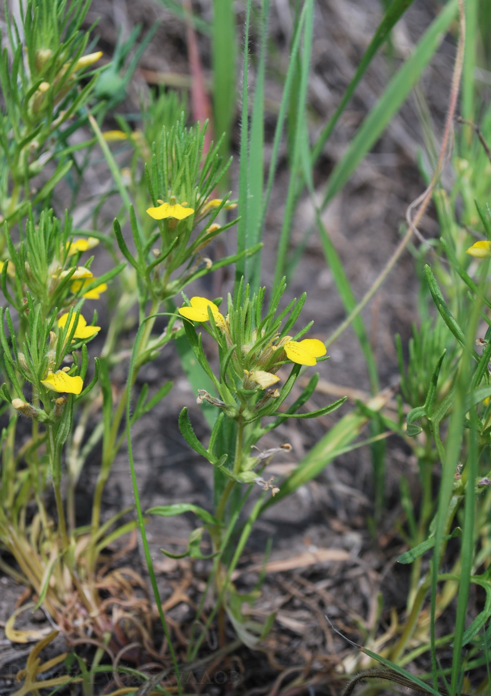 Image of Ajuga glabra specimen.