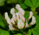 Trifolium clypeatum