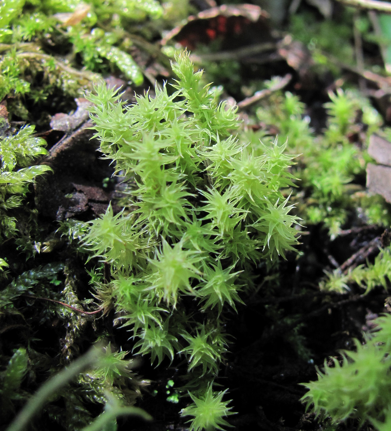 Image of class Bryopsida specimen.