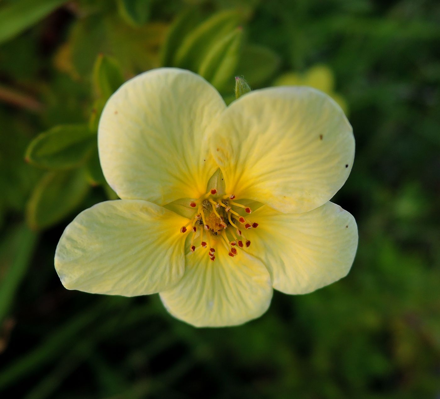 Image of Dasiphora fruticosa specimen.