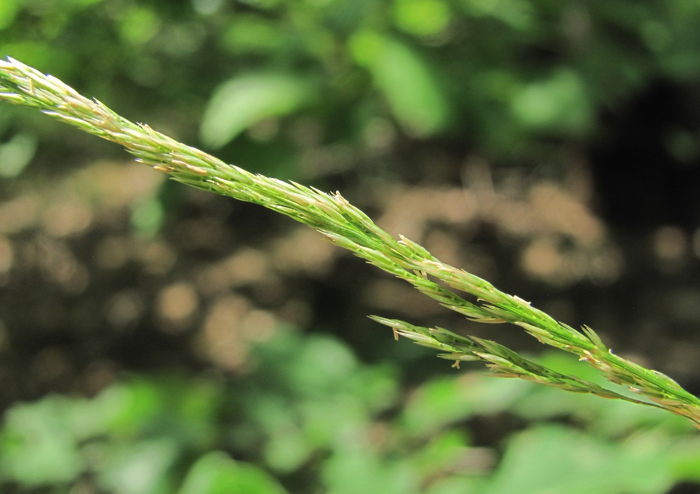 Изображение особи семейство Poaceae.