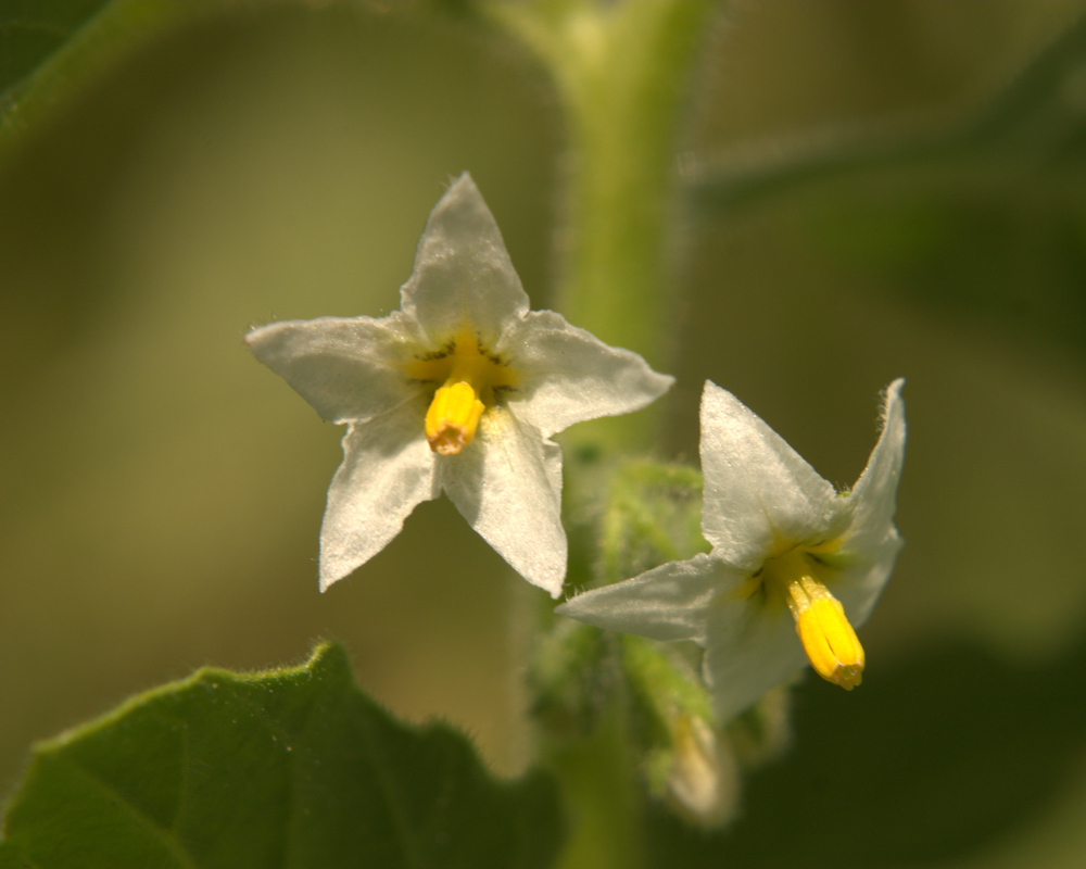 Image of Solanum physalifolium specimen.