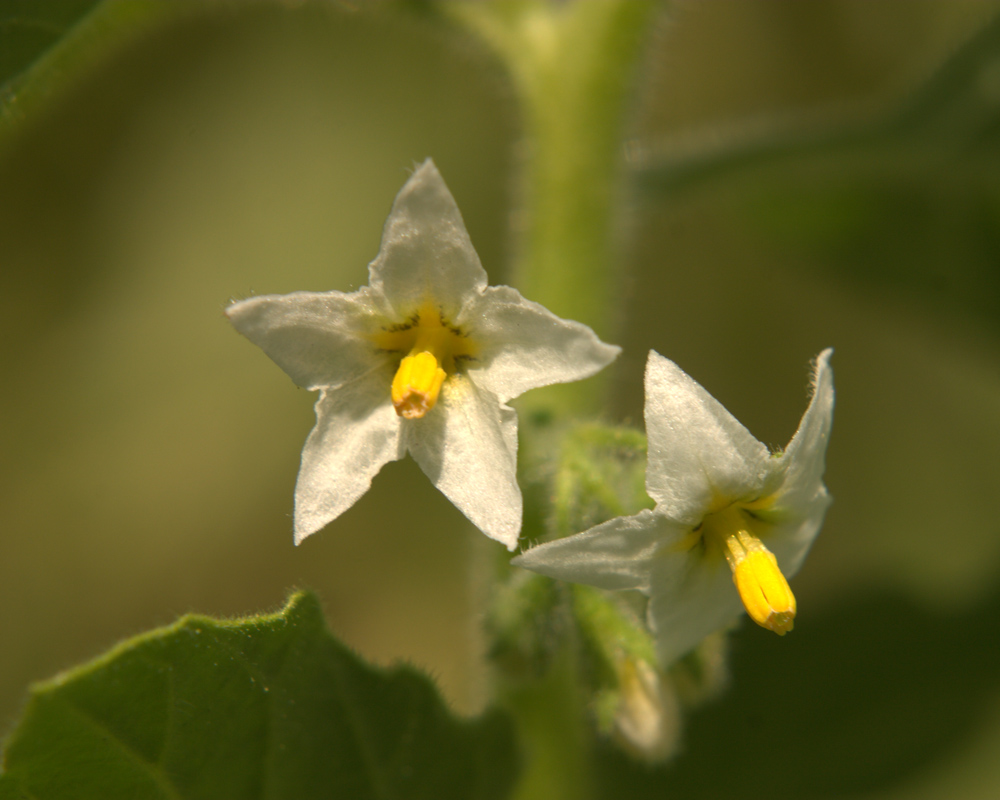 Изображение особи Solanum physalifolium.