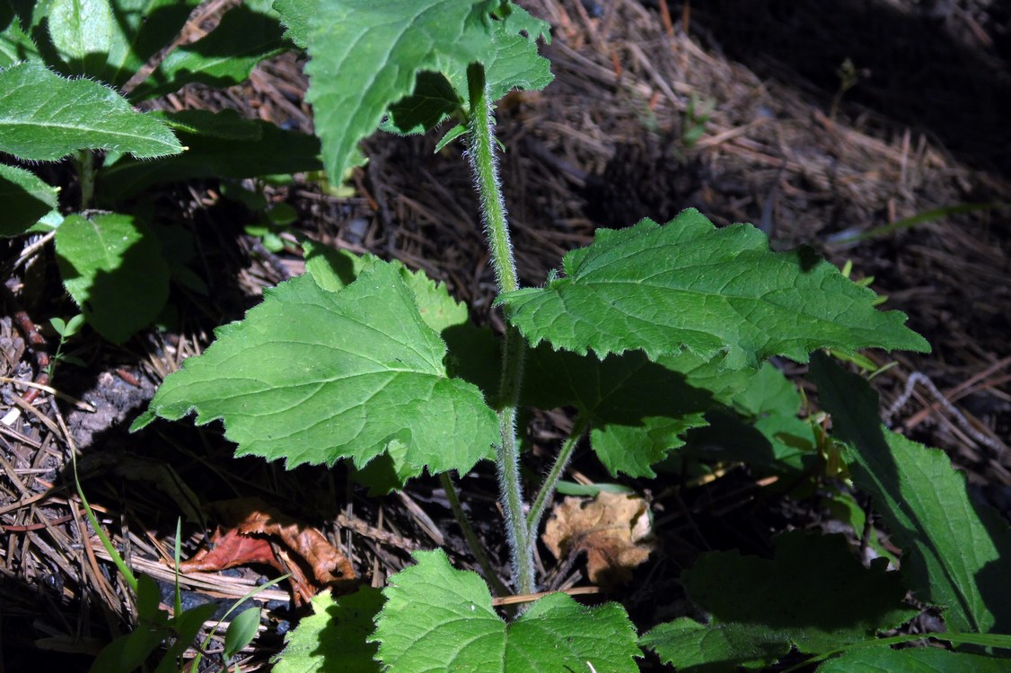 Image of Campanula rapunculoides specimen.