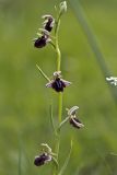 Ophrys mammosa. Соцветие. Греция, Пелопоннес, Мессения, тропа выше влажного леса возле ущелья Фарангаки Перистерия. 29.03.2015.