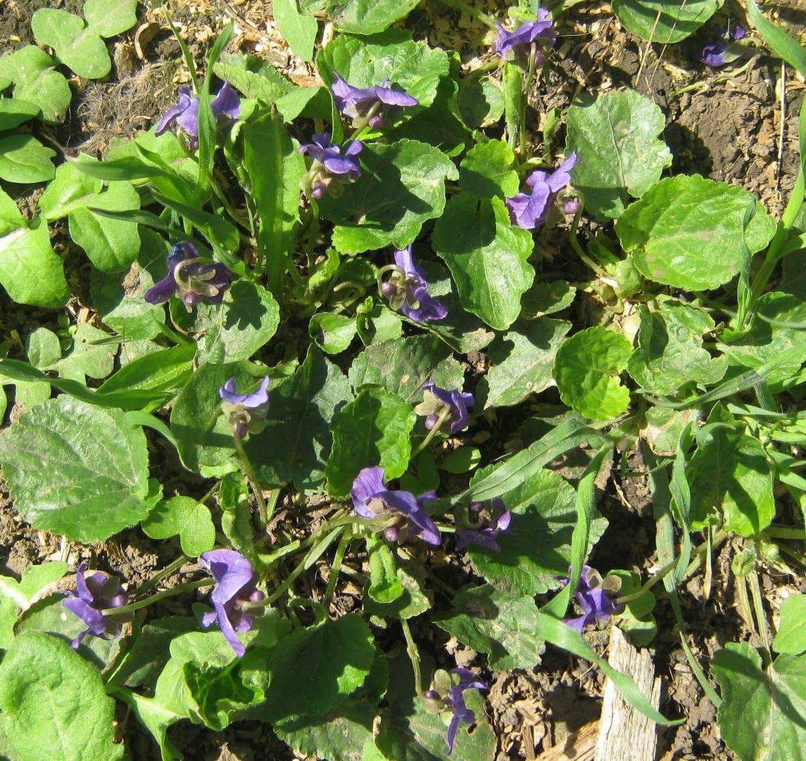 Image of genus Viola specimen.