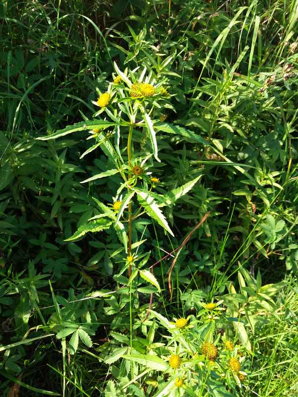 Image of Bidens radiata specimen.