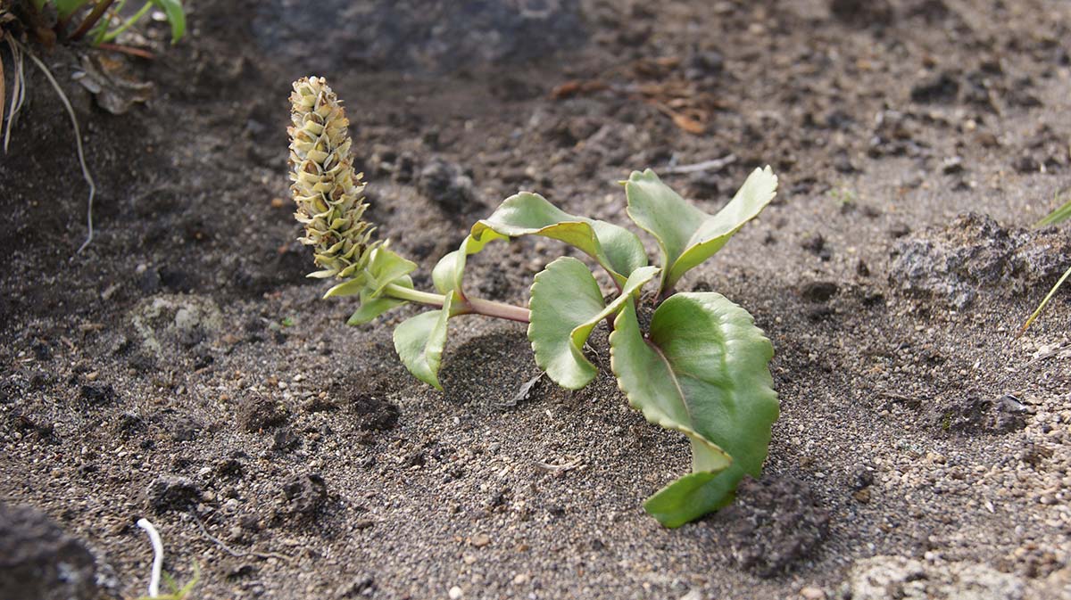 Image of Lagotis glauca specimen.