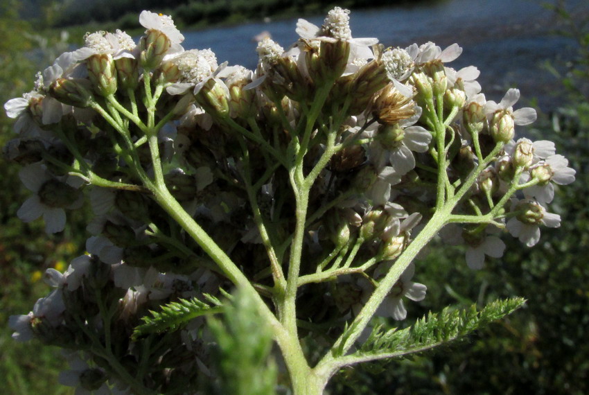 Изображение особи Achillea schauloi.