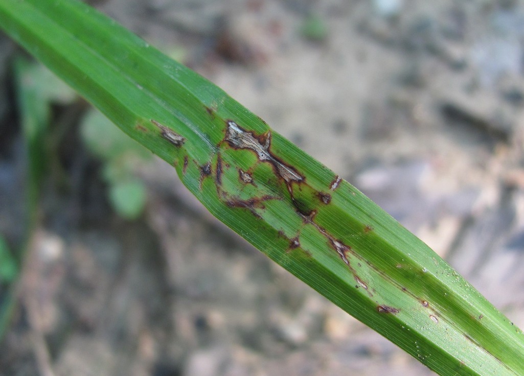 Image of Carex pendula specimen.