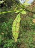 Dipsacus pilosus