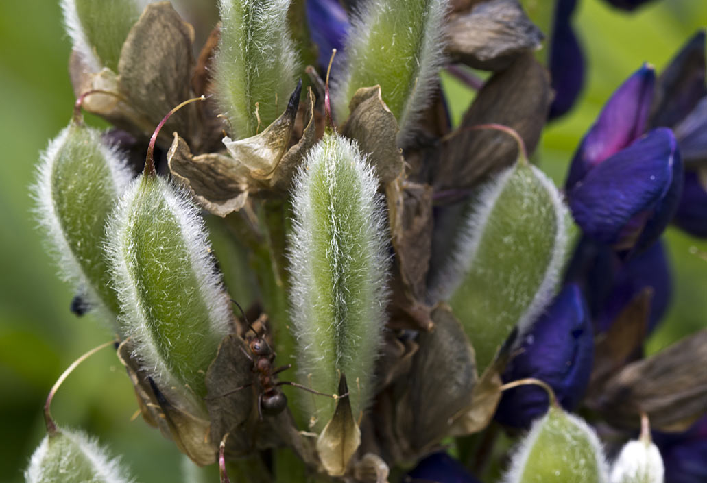 Изображение особи Lupinus &times; regalis.