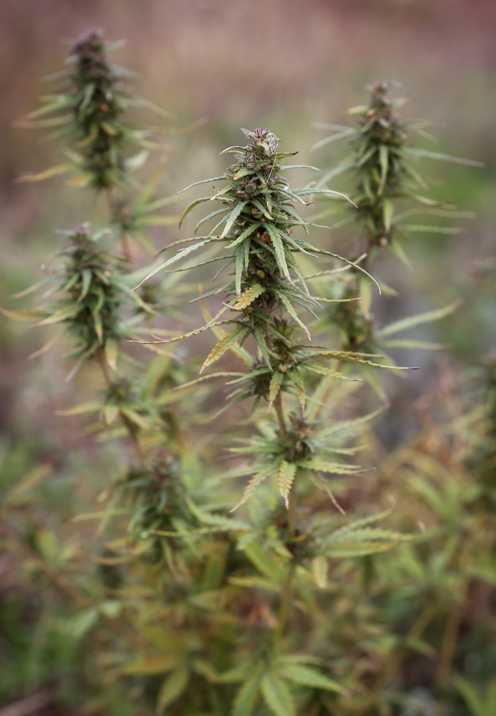 Image of Cannabis sativa var. spontanea specimen.