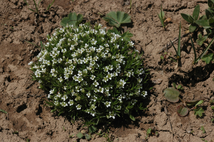 Изображение особи Minuartia biflora.