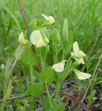 Lathyrus aphaca