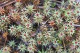 Polytrichum piliferum