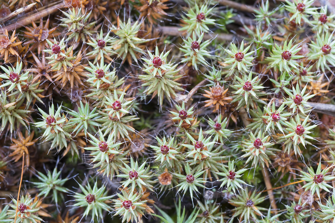 Image of Polytrichum piliferum specimen.