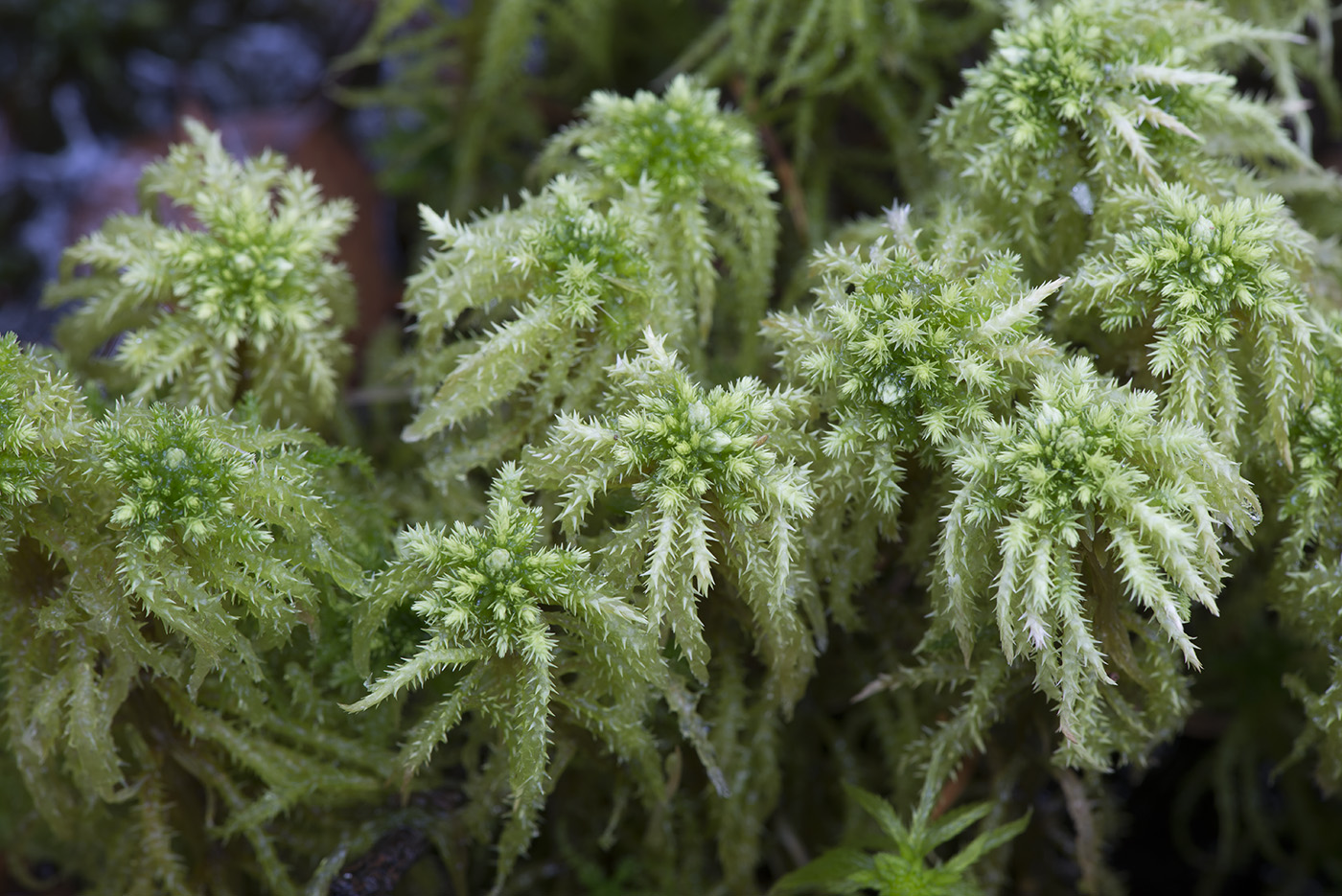 Изображение особи Sphagnum squarrosum.