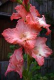 Gladiolus &times; colvillei
