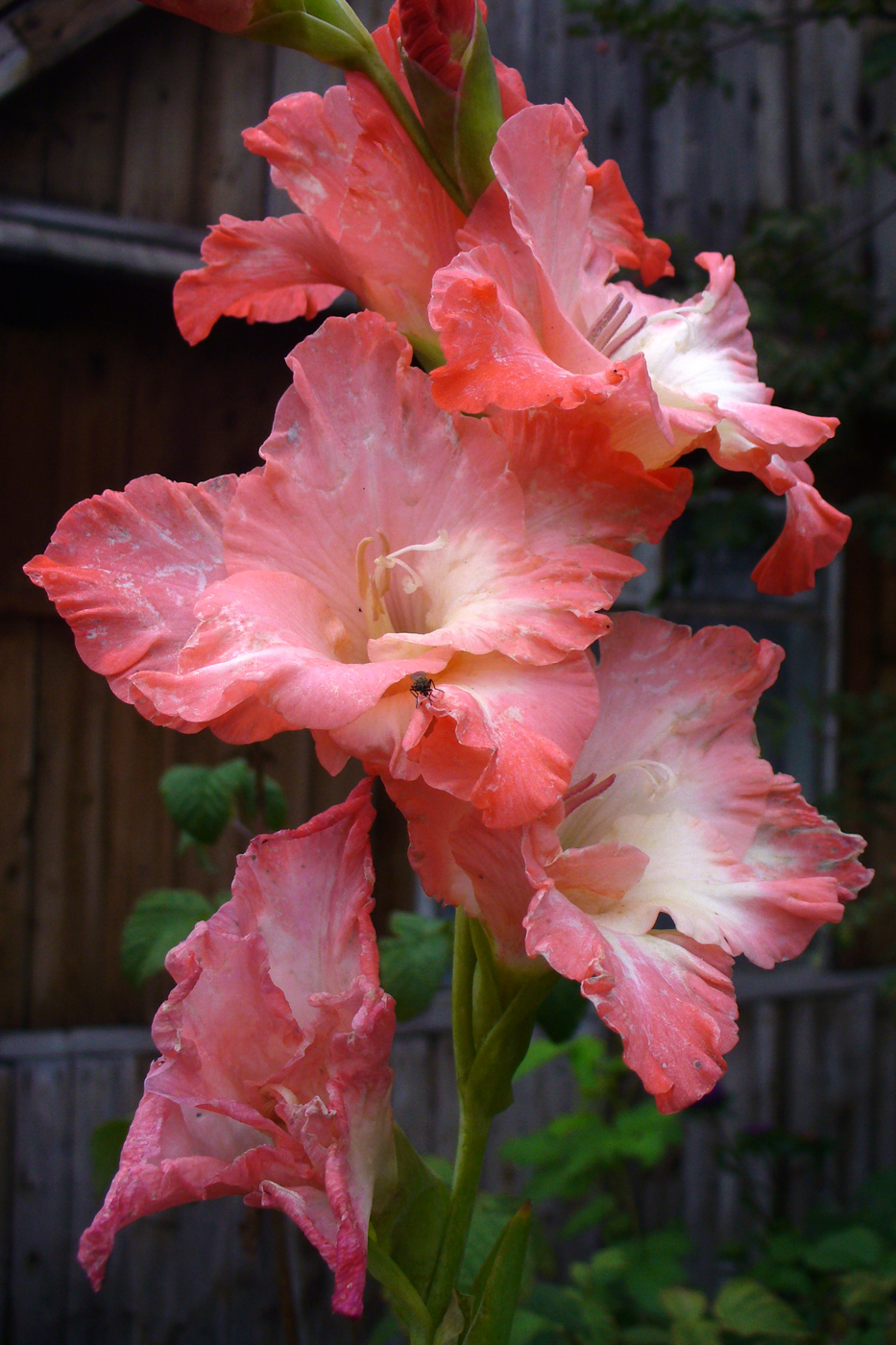 Image of Gladiolus &times; colvillei specimen.