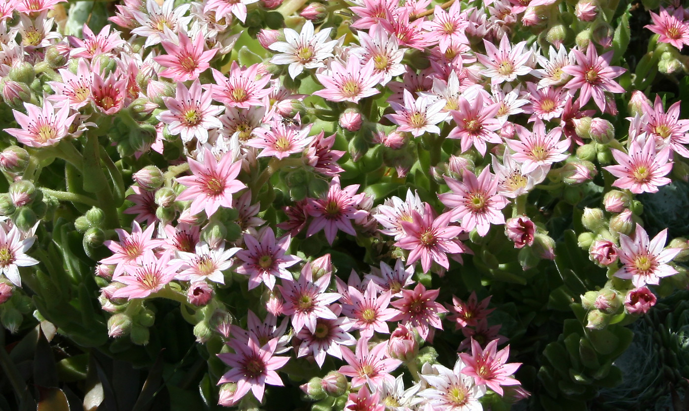 Image of Sempervivum arachnoideum specimen.