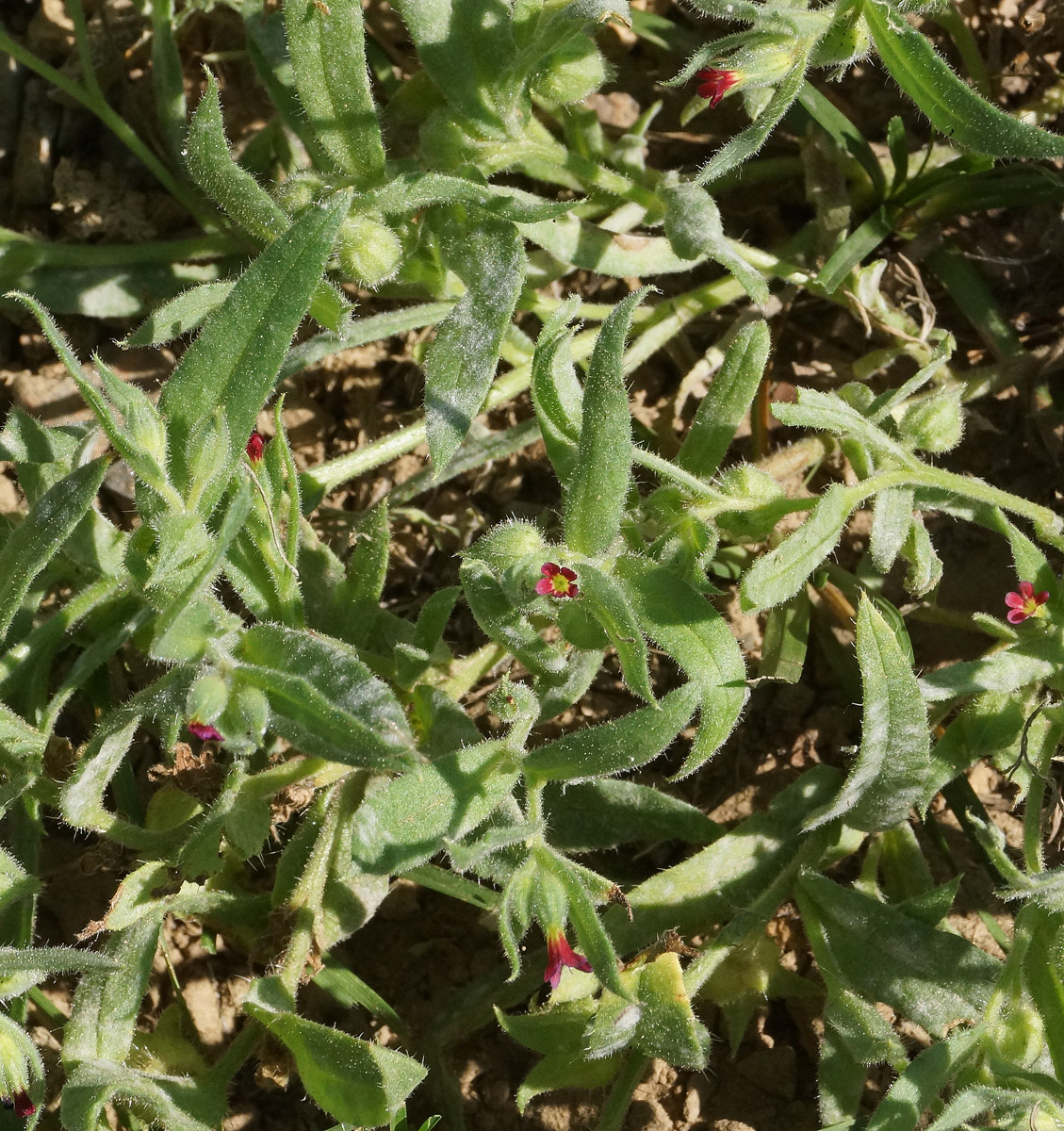 Image of Nonea caspica specimen.