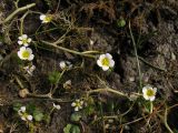 Ranunculus circinatus