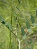 Astragalus pallescens. Средняя часть побега. Украина, г. Луганск, балка Калмыцкий яр, склон юго-восточной эксп., петрофитная степь. 03.06.2016.