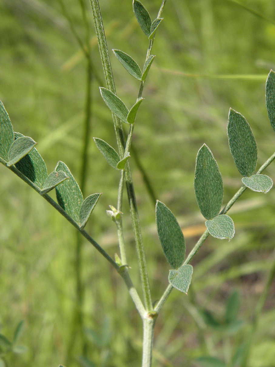 Изображение особи Astragalus pallescens.