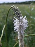 Sanguisorba parviflora