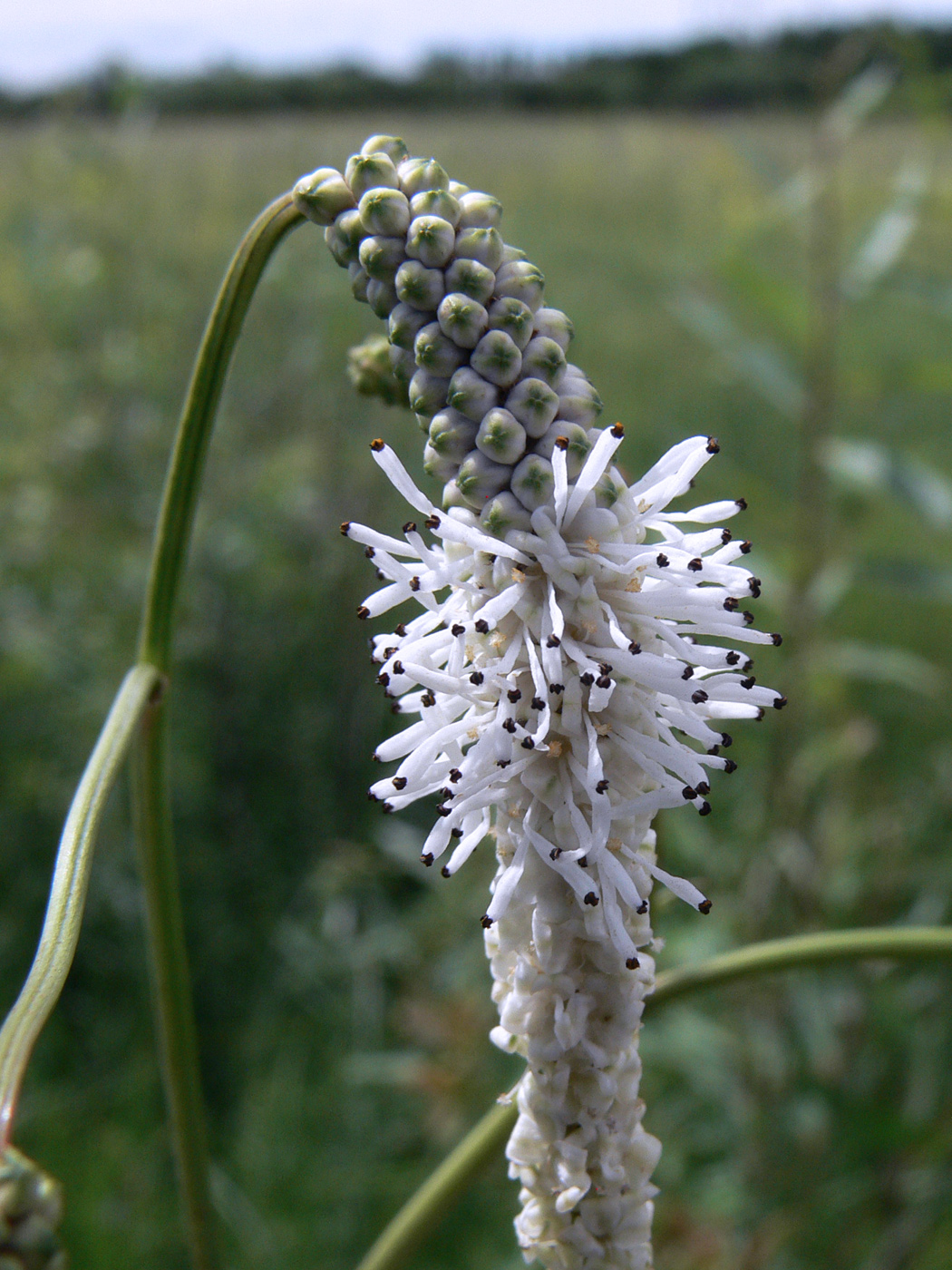 Изображение особи Sanguisorba parviflora.