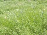 Onobrychis arenaria. Цветущее растение. Украина, Запорожский р-н, Дурная балка, разнотравная степь. 15.05.2016.
