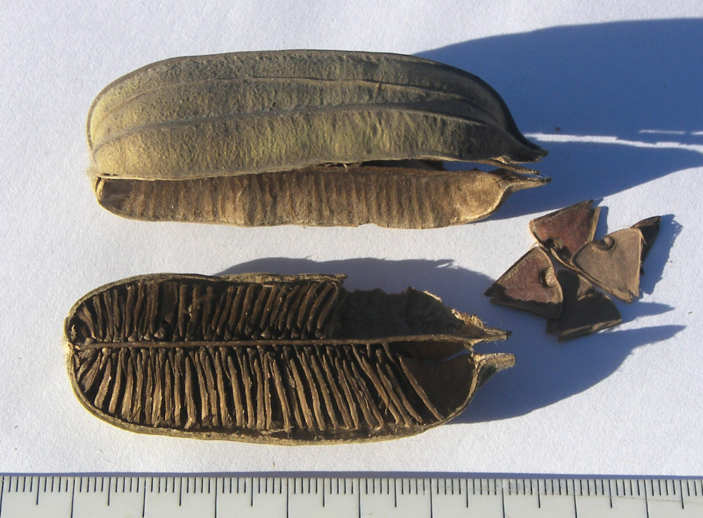 Image of Aristolochia tomentosa specimen.