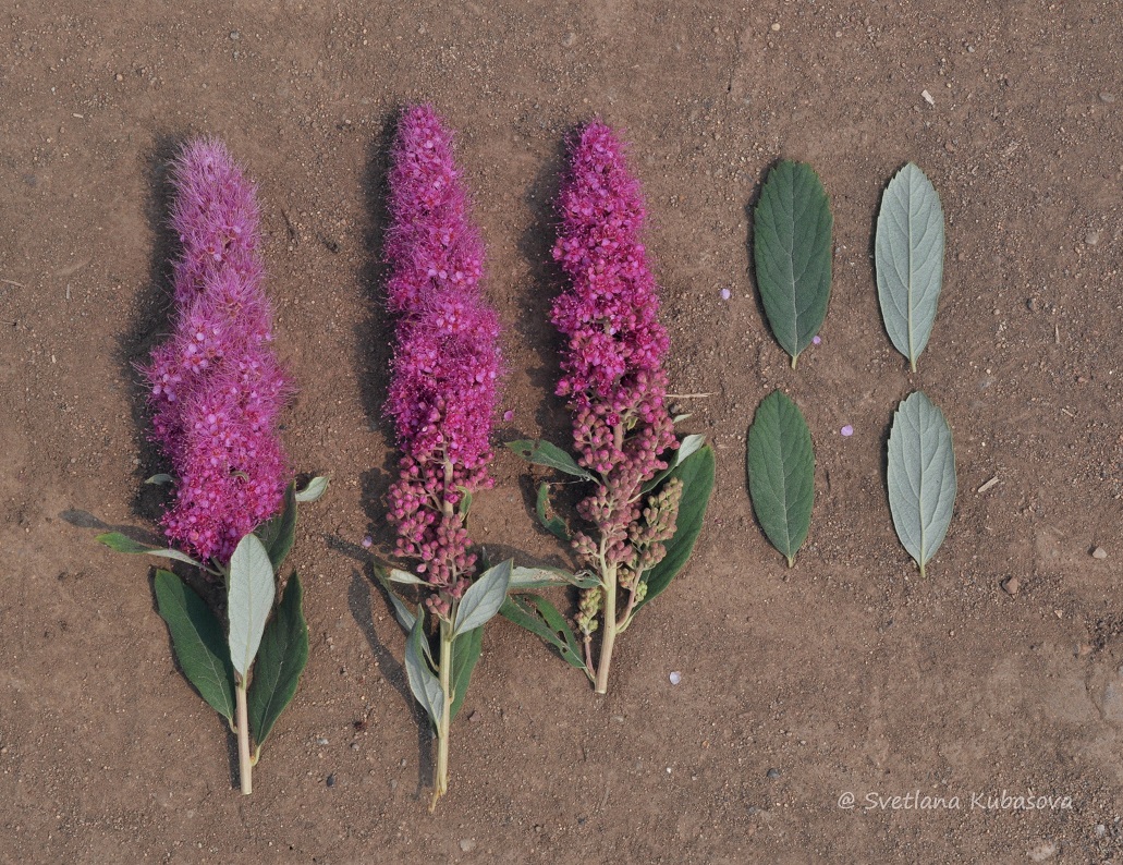 Image of Spiraea douglasii specimen.