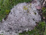 класс Lecanoromycetes. Слоевище на камне. Украина, г. Запорожье, о-в Хортица, северная часть. 14.03.2009.