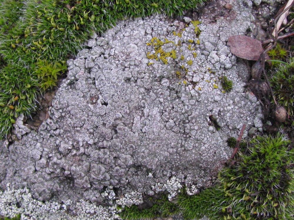 Изображение особи класс Lecanoromycetes.