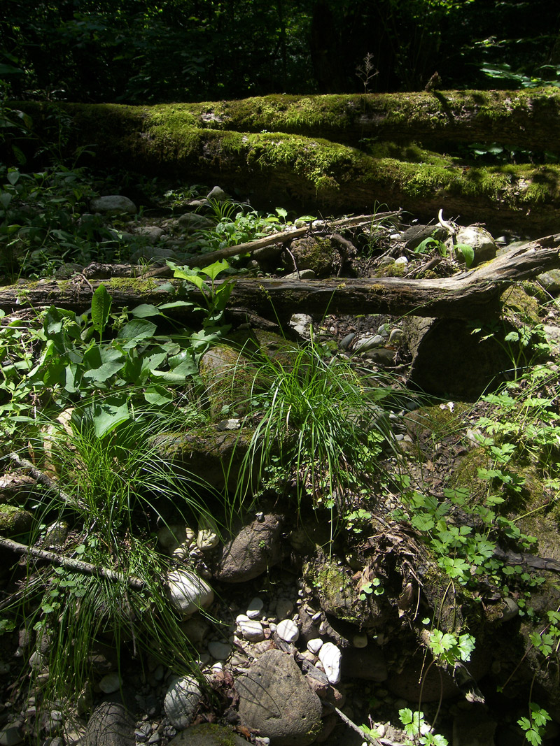 Image of Carex divulsa specimen.