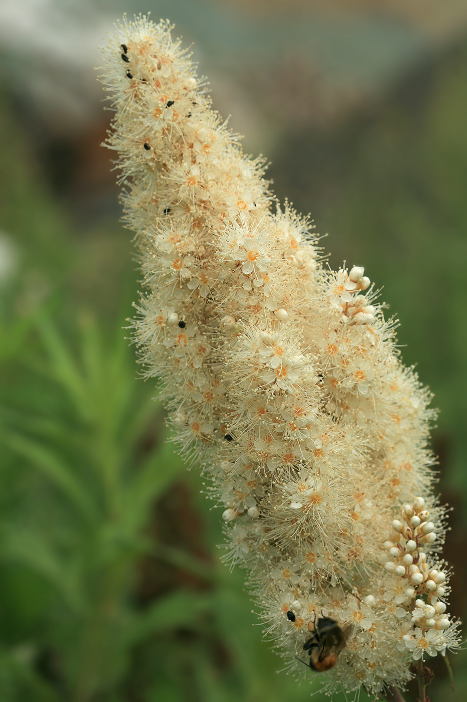 Image of Sorbaria sorbifolia specimen.