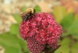 Hylotelephium triphyllum. Соцветие с фуражирующим шмелём. Сахалинская обл., Томаринский р-н, окр. м. Старомаячный, нарушенный щебнистый склон сопки, верхняя часть. 21.08.2016.