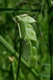 Vicia hirsuta